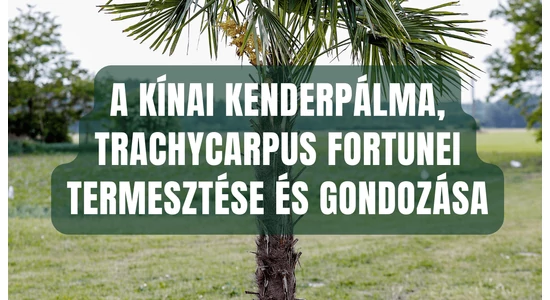 Pestovanie a starostlivosť o čínsku konopnú palmu, Trachycarpus fortunei