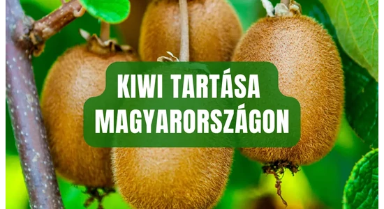 Kiwi tartása Magyarországon – így lesz bő termés a saját kertedben!