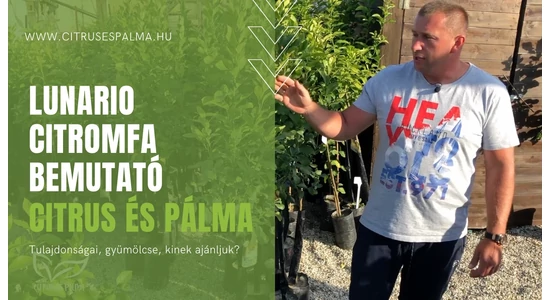 Čo je to citrónovník Lunario?