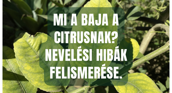 Mi a baja a citrusnak? Nevelési hibák felismerése.