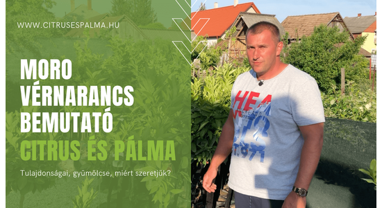 Egy különleges, szép és finom citrus bemutatása. Moro vérnarancs!