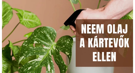 Neemöl - gegen Schädlinge!