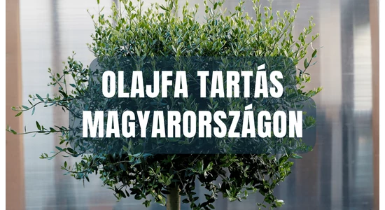 Starostlivosť o olivovníky a ich pestovanie v Maďarsku