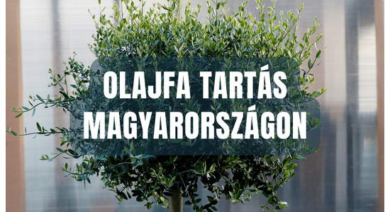 Az olajfa gondozása és nevelése Magyarországon