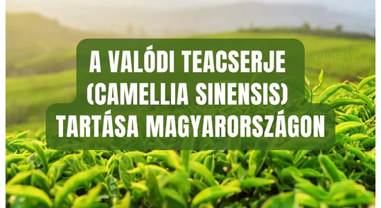 Ne teafiltert vegyél, hanem igazi teát! – A valódi teacserje (Camellia sinensis) tartása Magyarországon