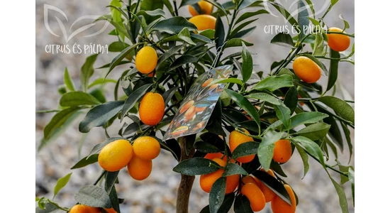 Citrusové plody odporúčané pre hobby záhradkárov