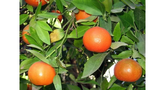 Ako sa starať o mandarínky?