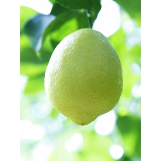 Amalfi citrom termés