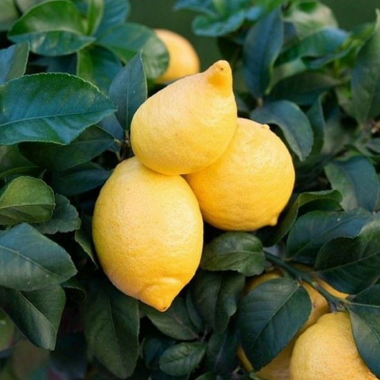 Cappuccio citrom termés