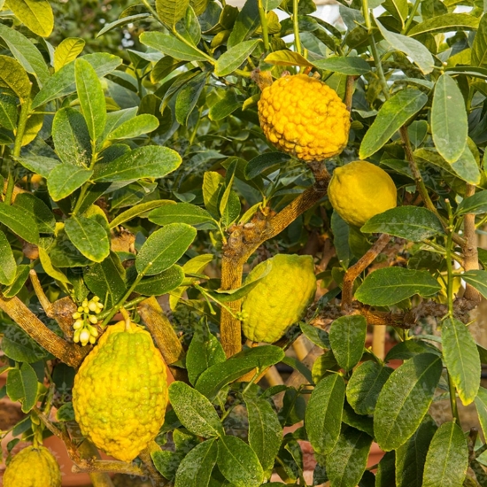 Korzikai citrom termés