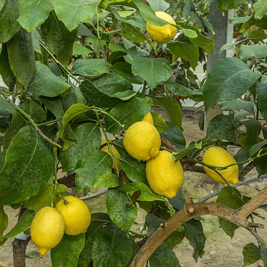 Monachello citrom termés 