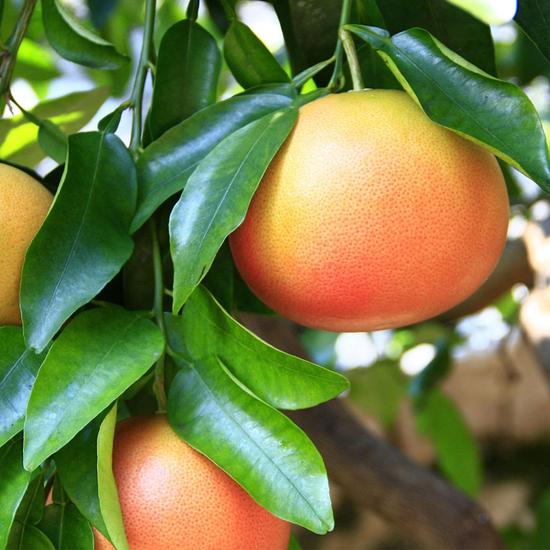 Grapefruit Rosa termés
