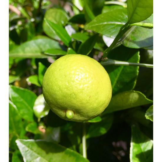 Lime Romana, lime termés
