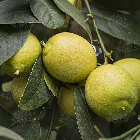 Messicana lime termés