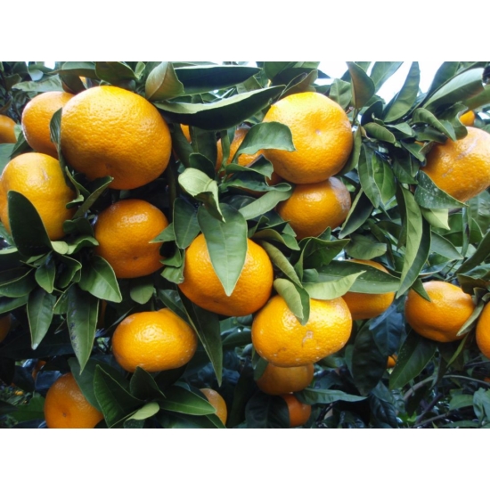 Satsuma mandarin termés