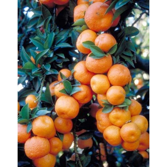Chinotto mandarin termés