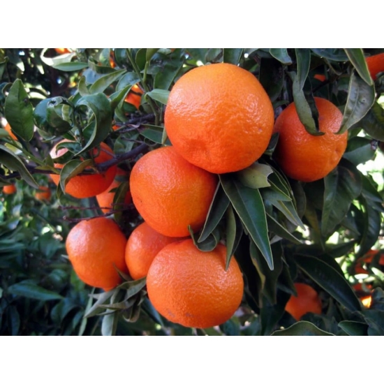 Clementino Erlandina mandarin termés