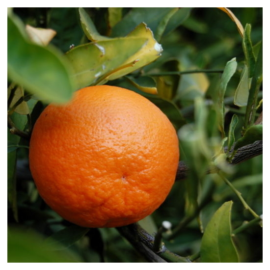 Clementino mandarin termés