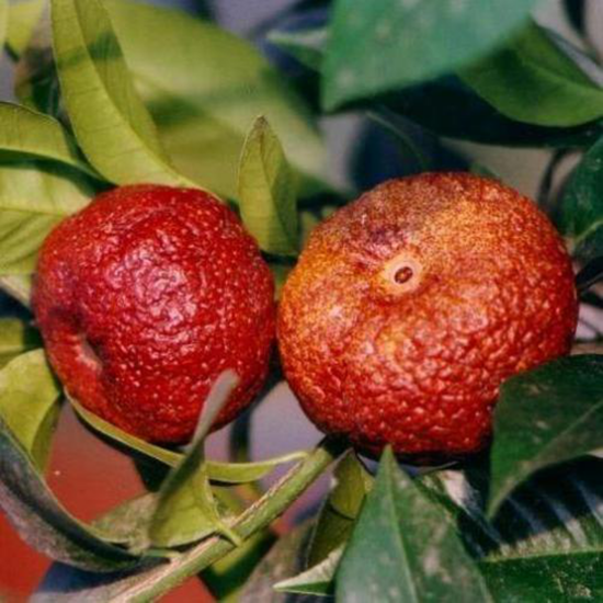 Clementino ruby vörös húsú mandarin termés