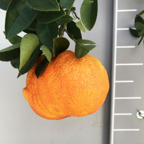 Király mandarin termés