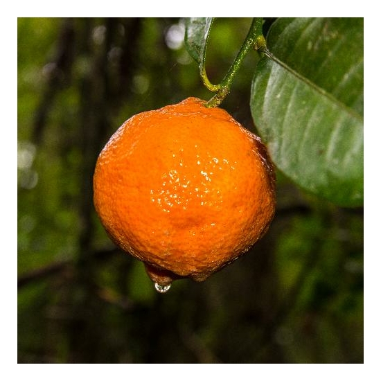Rangpur mandarin termés