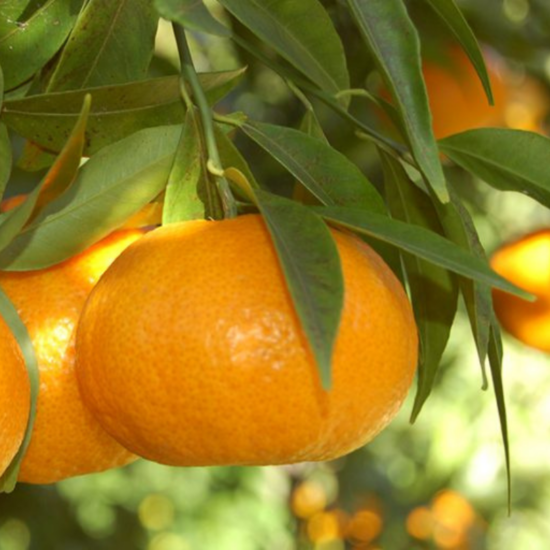 Tardivo mandarin termés