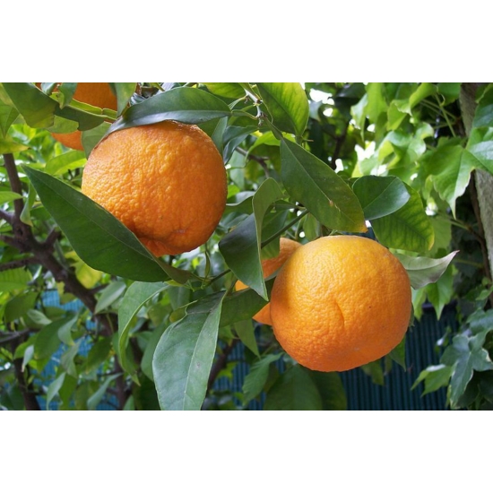 Aurantium narancsfa termés