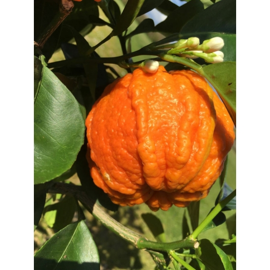 Caniculata narancs termés