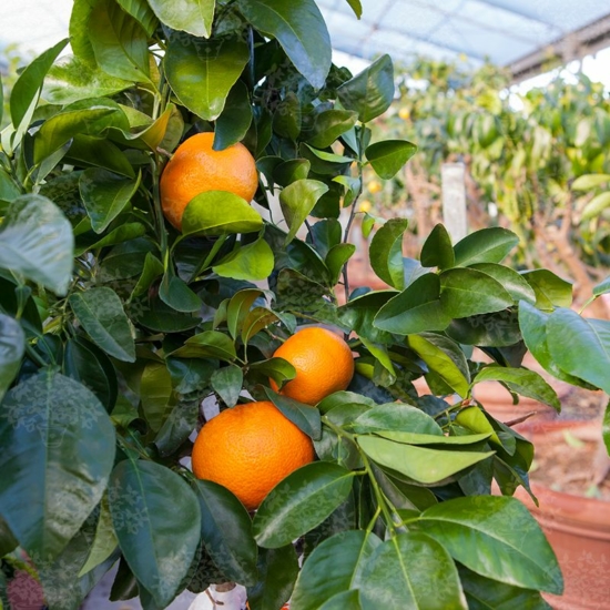 Thompson narancsfa termés