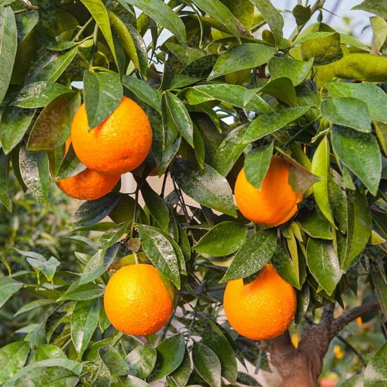Calabirai ovális narancsfa termés