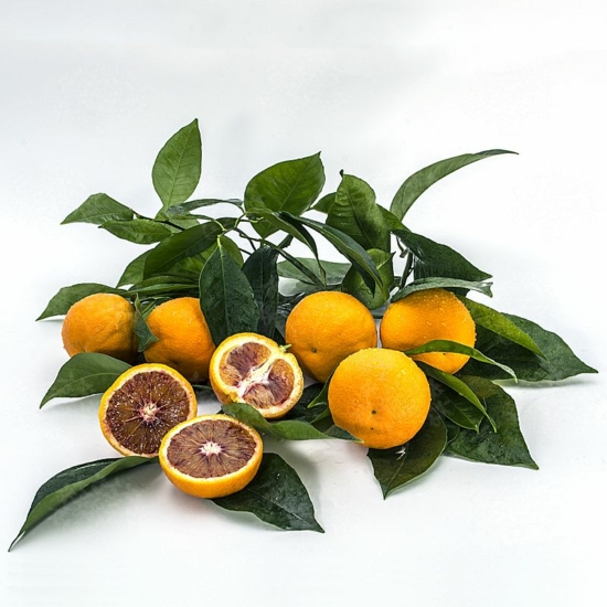 Pernambuco narancsfa termés