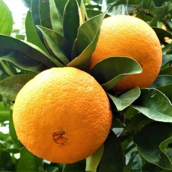 washington narancs termés