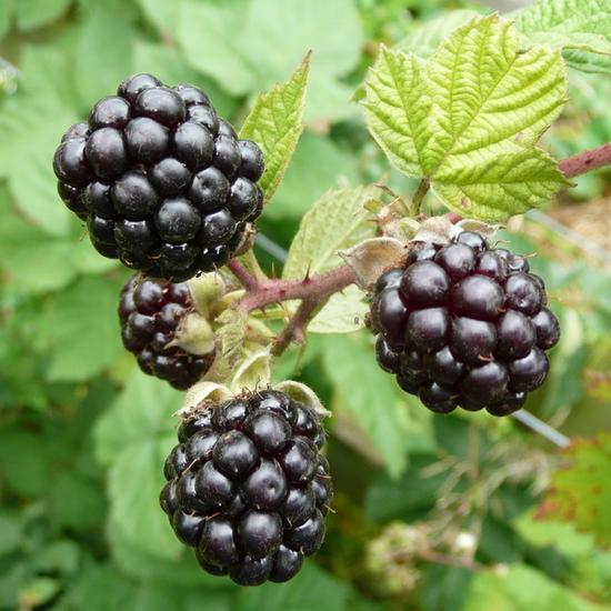 Tüskétlen fekete szeder - Thornfree eladó
