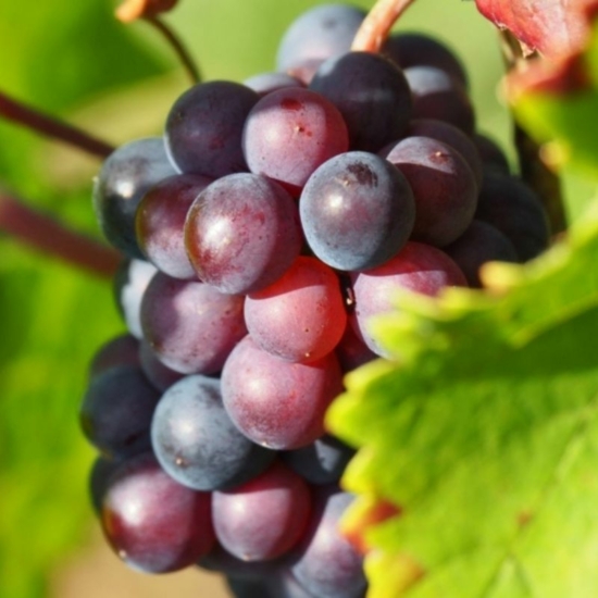 'Flora' - csemegeszőlő cserépben eladó