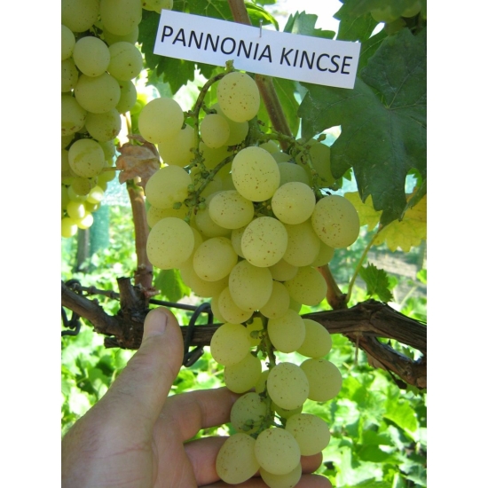 'Pannónia kincse' - csemegeszőlő cserépben eladó