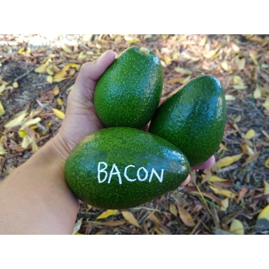 avocado - bacon cserépben