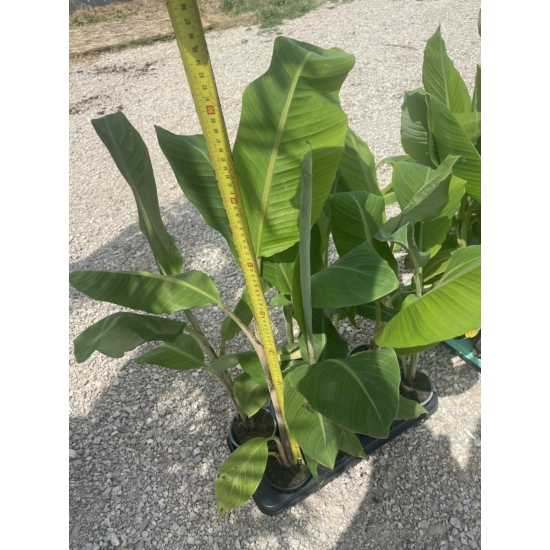 Édesbanán banánfa eladó - Musa balbisiana