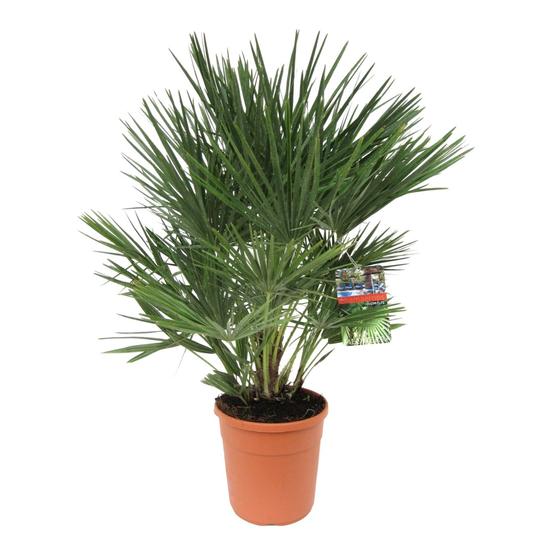 eruópai törpepálma, Chamaerops humilis