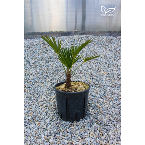 Japán kenderpálma - Trachycarpus wagnerianus cserépben 50-55 cm