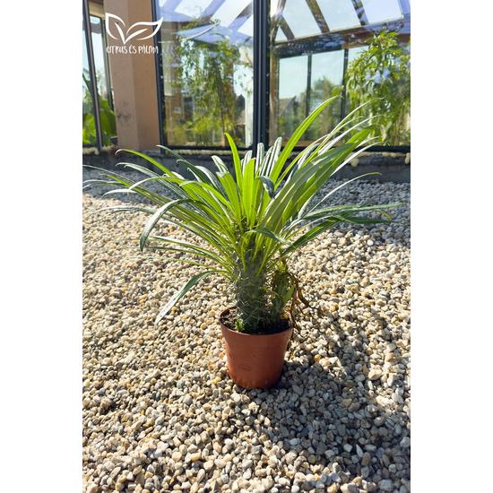 Madagaszkári pálma - Pachypodium lamerei elaldó