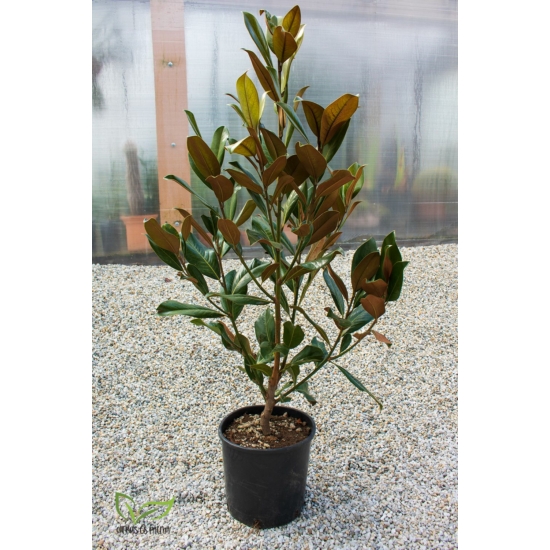 Örökzöld magnólia - Liliomfa - Magnolia grandiflora 
