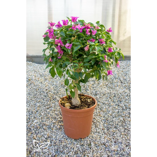 Murvafürt - Bougainvillea cserépben