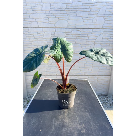 ’Yucatan Princess’ - Alocasia sarawakensis