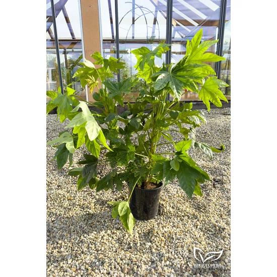 Japán arália, szobaarália - Fatsia japonica