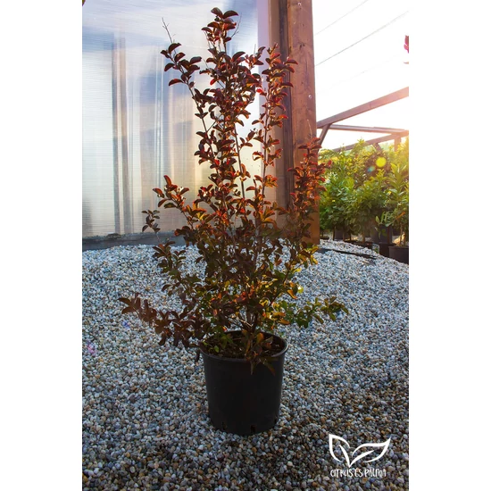 Kínai selyemmirtusz, selyemvirágfa 'Piros' - Lagerstroemia eladó