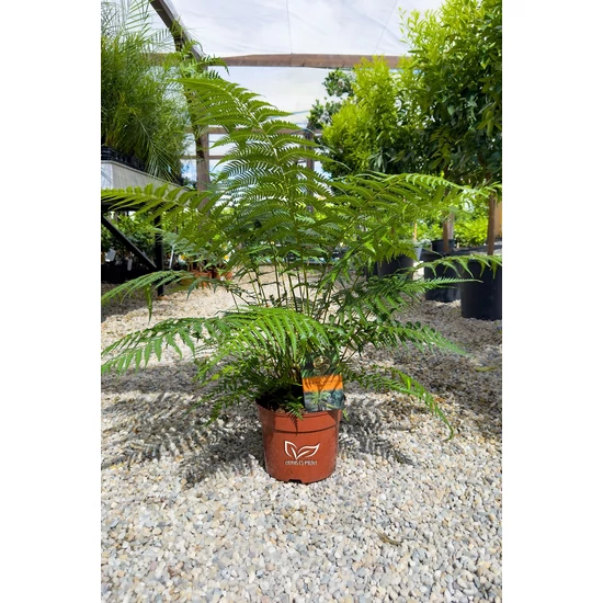 Óriás páfrányfa - Dicksonia antarctica