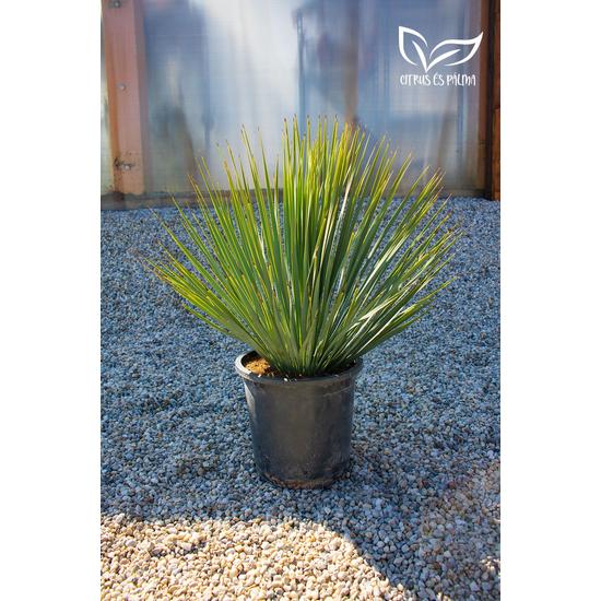 Yucca rostrata 24 cm cserépben