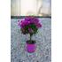 Murvafürt - Bougainvillea cserépben