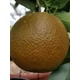 Chocolate Navel Orange