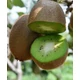 Kiwi hayward termés